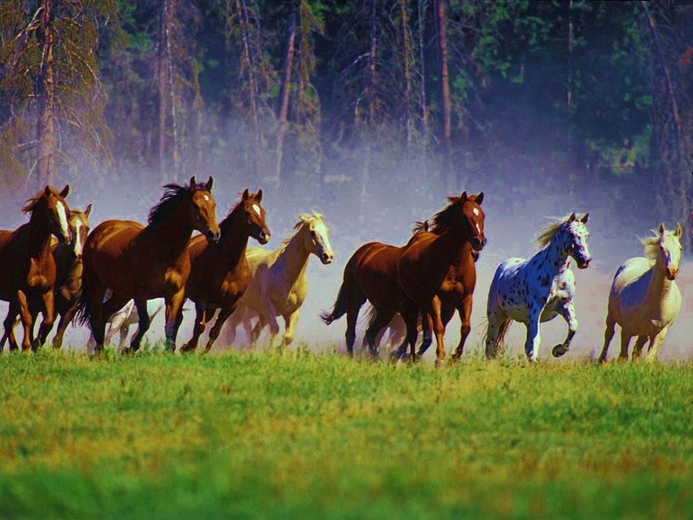 What is the Difference Between Wild and Feral Horses